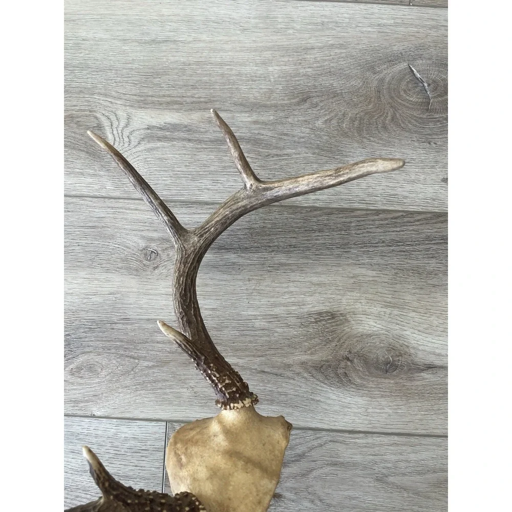Vintage Deer Antler Scull Cap Mount  8 Point Cabin Decor Taxidermy